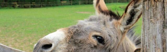 Nišlije pokrenule genijalnu zamisao! Sada možete VIRTUELNO da udomite životinju Zoo vrta, EVO KAKO
