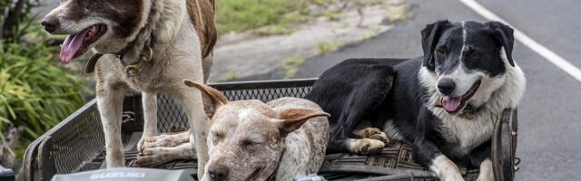 Izmena zakona o dobrobiti životinja: Predviđa se ubijanje pasa lutalica?