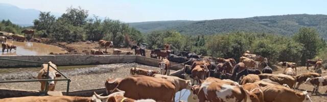 Krave i konji na Suvoj planini opet bez vode, PODES traži hitnu reakciju nadležnih