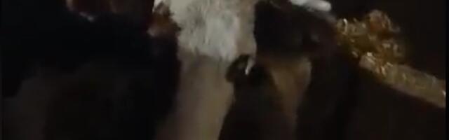 U ovoj štali muzika svira po ceo dan: Evo šta rade krave (VIDEO)