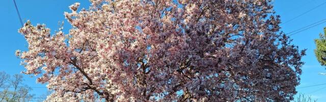 Džinovsko drvo iznenadilo Nišlije: Cvetalo kao nikad