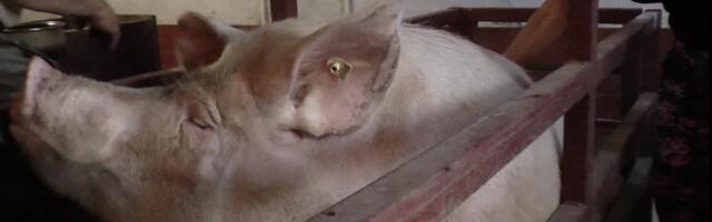 SVI TRLJAJU OČI DOK GLEDAJU OVU SLIKU! Krmača na svet donela REKORDAN broj prasića, uspela da iznenadi i veterinara! Nesvakidašnji slučaj iz Žitorađa (FOTO)