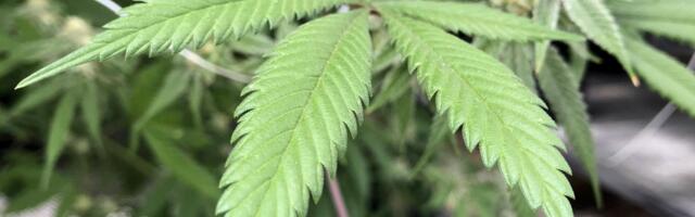 Rekreativno korišćenje narkotika poveća rizik od moždanog udara kod mladih