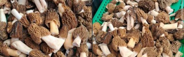 Skandal na pijaci u Beogradu: Prodavac nudi "delikates", a u gajbi opasna prevara! Ako poslušate njegov savet, završićete u bolnici!