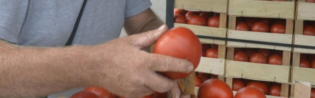 Aman ljudi i mi seljaci imamo dušu - paradajz kao simbol lošeg života na jugu Srbije