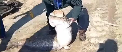 BRANKO DOŠAO DA ROŠTILJA S DRUŠTVOM, A KUĆI OTIŠAO S GRDOSIJOM: Rešio da vreme do ručka prekrati pecanjem, pa slučajno izvukao soma od 36 kilograma (VIDEO)