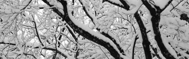 Sneg pada u Srbiji: Evo gde se očekuje do 20 centimetara snega