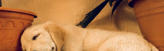 Internet u čudu: Kako štene, koje je palo sa stolice, nastavlja da spava U OVOM LUDOM POLOŽAJU?