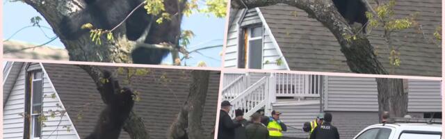 MEDVED SE POPEO NA DRVO USRED GRADA Usledila je filmska akcija, blokada ulica i jedan dramatičan završetak (VIDEO)