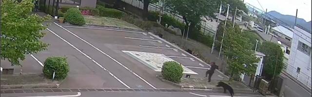 Medved napao četiri osobe! Zver i dalje na slobodi: Vlasti razmatraju uvođenje vanrednog stanja (FOTO/VIDEO)