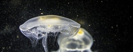 Iz slatkih voda daleke Indije, stigle su u Evropu: Meduze u Adi