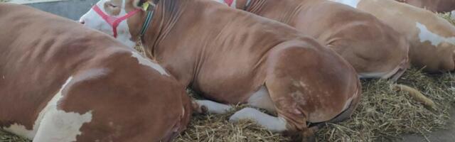 Opština će isplaćivati štetu nastalu na stočnom fondu