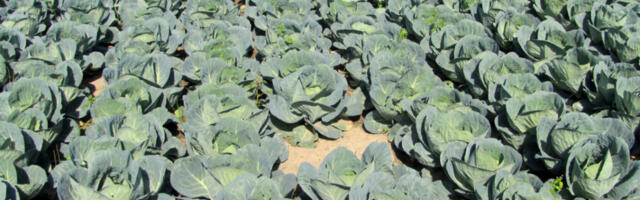 BEČEJ U NEVERICI NAKON LUDE POTERE POLICIJE! Uhapšen “kralj kupusa”! ODNOSIO 400 KG, UKRAO MOPED, PA BEŽAO!