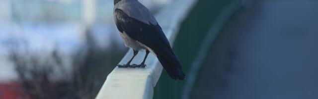 Dan gustog vazduha, usporene energije i naglašene osetljivosti tela: Bioprognoza za 11. decembar