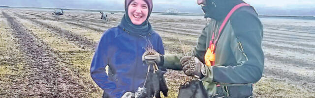 Па­дин­ска ске­ла ове го­ди­не до­би­ја 92.000 ста­ба­ла хра­ста и то­по­ле