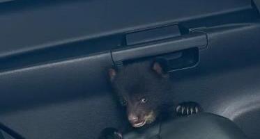 Policajac pronašao mladunče mečeta: Kad je dobio poziv mislio je da je neka šala, a onda je otkrio tužnu pozadinu ove priče