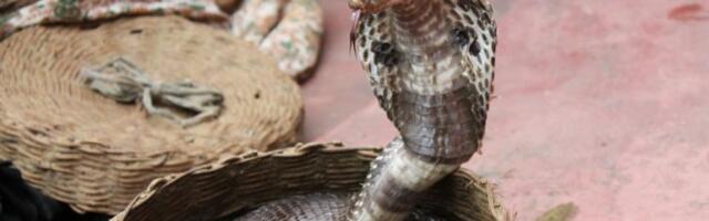 HOROR U HURGADI Turistu ugrizla kobra tokom predstavesa zmijama, Nemcu nije bilo spasa