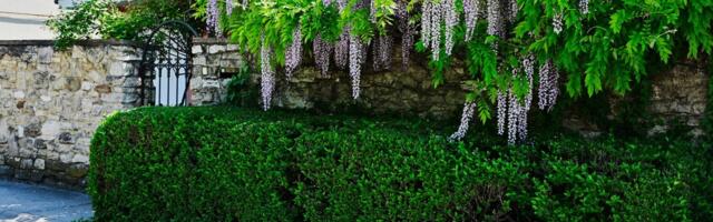 Komšije više neće moći da vam zaviruju u dvorište: Ovih 7 biljaka pravi gust zeleni zid za jedno leto