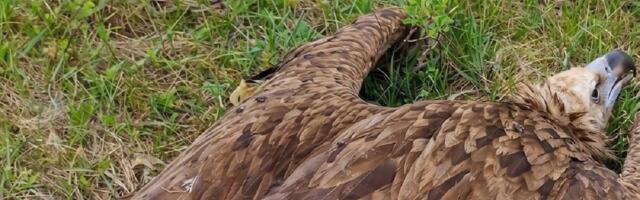 Sramota koja je odjeknula Evropom: U Srbiji bezdušno otrovana jedna od najređih ptica na svetu!