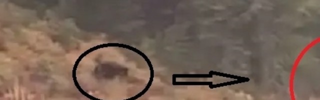 Crni medved juri biciklistu niz brdo u zastrašujućem videu: Samo su se molili Bogu i gledali šta će se desiti!