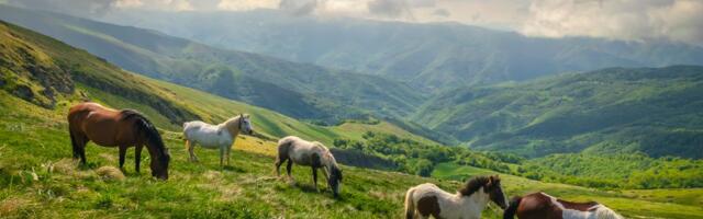 Pokrenut postupak zaštite Stare planine kao nacionalnog parka