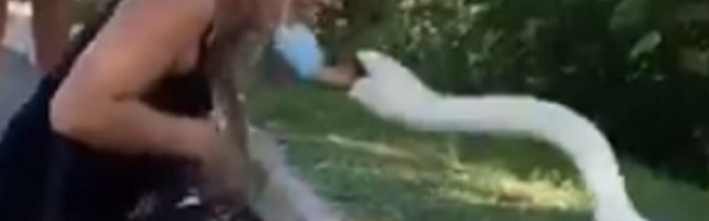 Labud "OBJASNIO" ženi kako se nosi ZAŠTITNA MASKA (VIDEO)