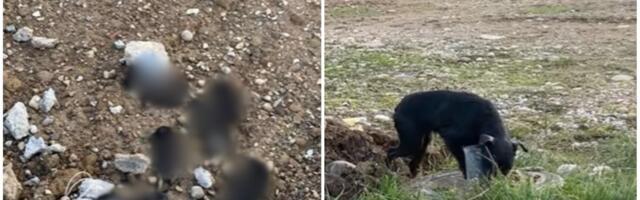 Jeziv prizor iz Loznice: Monstrum spakovao štence u džak i vezao ženki za glavu, majka ih vukla kilometrima