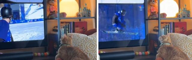 Hit snimak na TikToku: Narandžasta mačka na SVOJ NAČIN prati skijaše i Zimske olimpijske igre