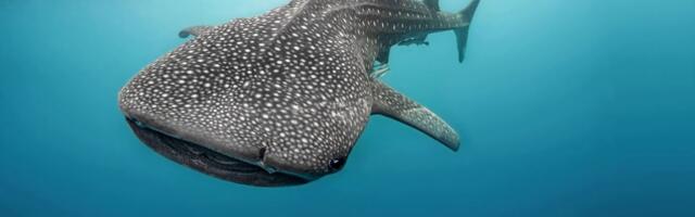 Novi snimak iz Istre: Ajkula od sedam metara uliva strah ribarima i turistima kod Pule