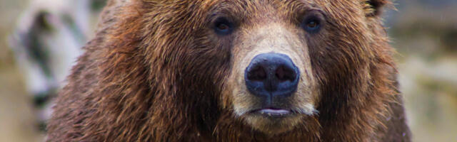 Horor u Poljskoj: Medved rastrgao ženu dok je bila na telefonu sa sinom