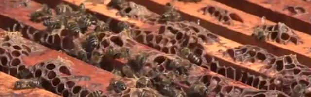 REKAO DA GA JE UBOLO 20 PČELA, PA IZDAHNUO KOMŠIJI NA RUKAMA: Novi detalji tragedije u Ripnju!