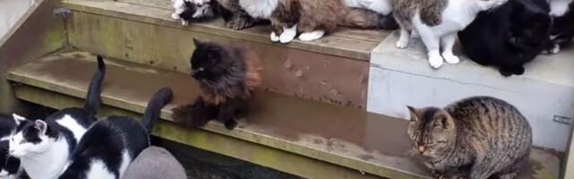 Ostrvo na kojem živi više mačaka nego ljudi (VIDEO)