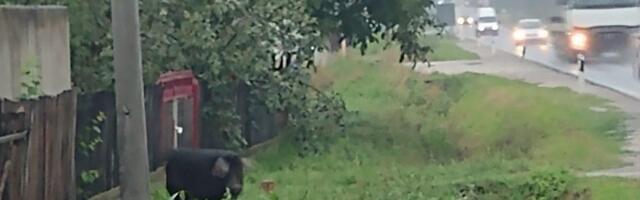 Одбегло прасе: Гаро утекао купцима, чудом преживео ноћ на магистрали и успео да се спасе