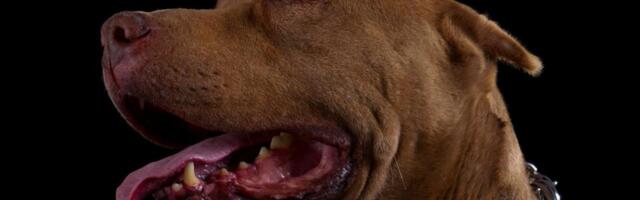 POTRESNO! OČAJNI OTAC BEBE KOJU JE RASTRGAO PITBUL: Sin me pogledao, nasmešio se i zauvek zatvorio oči! (VIDEO)