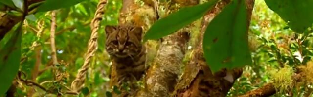 Supermala komšinica Žofroove mačke, KODKOD se prvi put oglasila pre pet godina u šumama Čilea