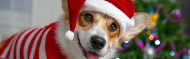 Kada mali korgi ukrade šou: Poluvreme na stadionu koje niko neće zaboraviti (VIDEO)