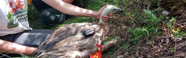 Rajka odletela do Afrike