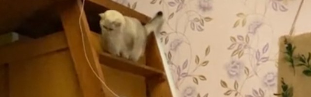 Mačka, stepenice i pad: Sve je ok, a moglo je i da ne bude (VIDEO)