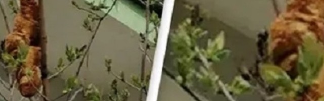 Tajanstveno stvorenje koje je čučalo na drvetu uplašilo je ceo grad, a kada su došli da ga "uhvate" shvatili su da im je trebao samo džem!