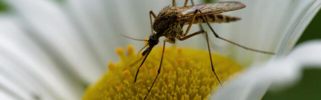 Biljke koje će oterati komarce