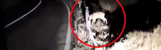 Vlada će ovu noć pamtiti zauvek: Spazio omalenog stvora na putu, a onda nastao snimak koji se gleda netremice