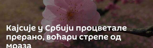 Кајсије у Србији процветале прерано, воћари стрепе од мраза