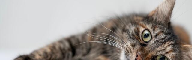 Mladu mačku iz azila POROĐAJ iznenadio pre STERILIZACIJE: Mačići stigli prerano, preživele dve bebe