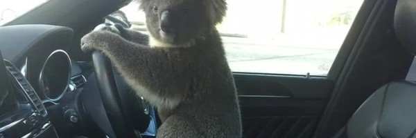 Koala izazvala lančani sudar sa pet vozila