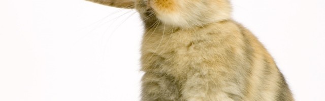 Zabranili uzgoj životinja za krzno, jedino žečevi mogu na dranje