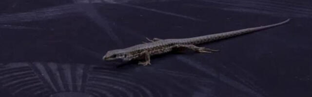 URNEBESNE SCENE U PIONIRU! Gušter zavirio na finale AdmiralBet KLS, pa pobegao! (VIDEO)