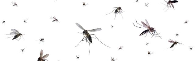 Kako su komarci promenili ljudsku istoriju: Odgovorni su za smrt nekih od najznačanijih ličnosti