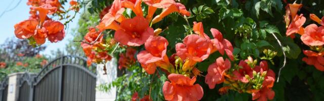 Idealna biljka za veliki hlad, privlači najmanje ptice sveta: Prelepa je, ali pre sadnje morate znati 1 stvar