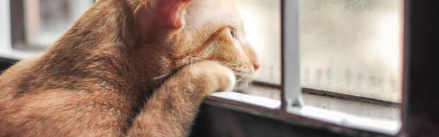 Veterinarka upozorava: Ovih 7 znakova otkriva da je vaša mačka usamljena