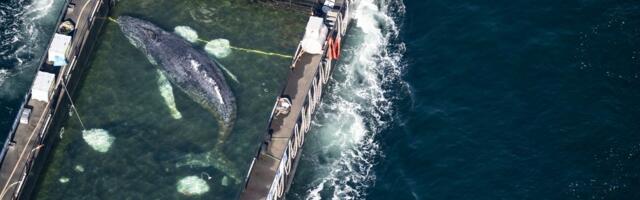 Kit Timi prebačen kroz Baltičko more u složenoj spasilačkoj operaciji